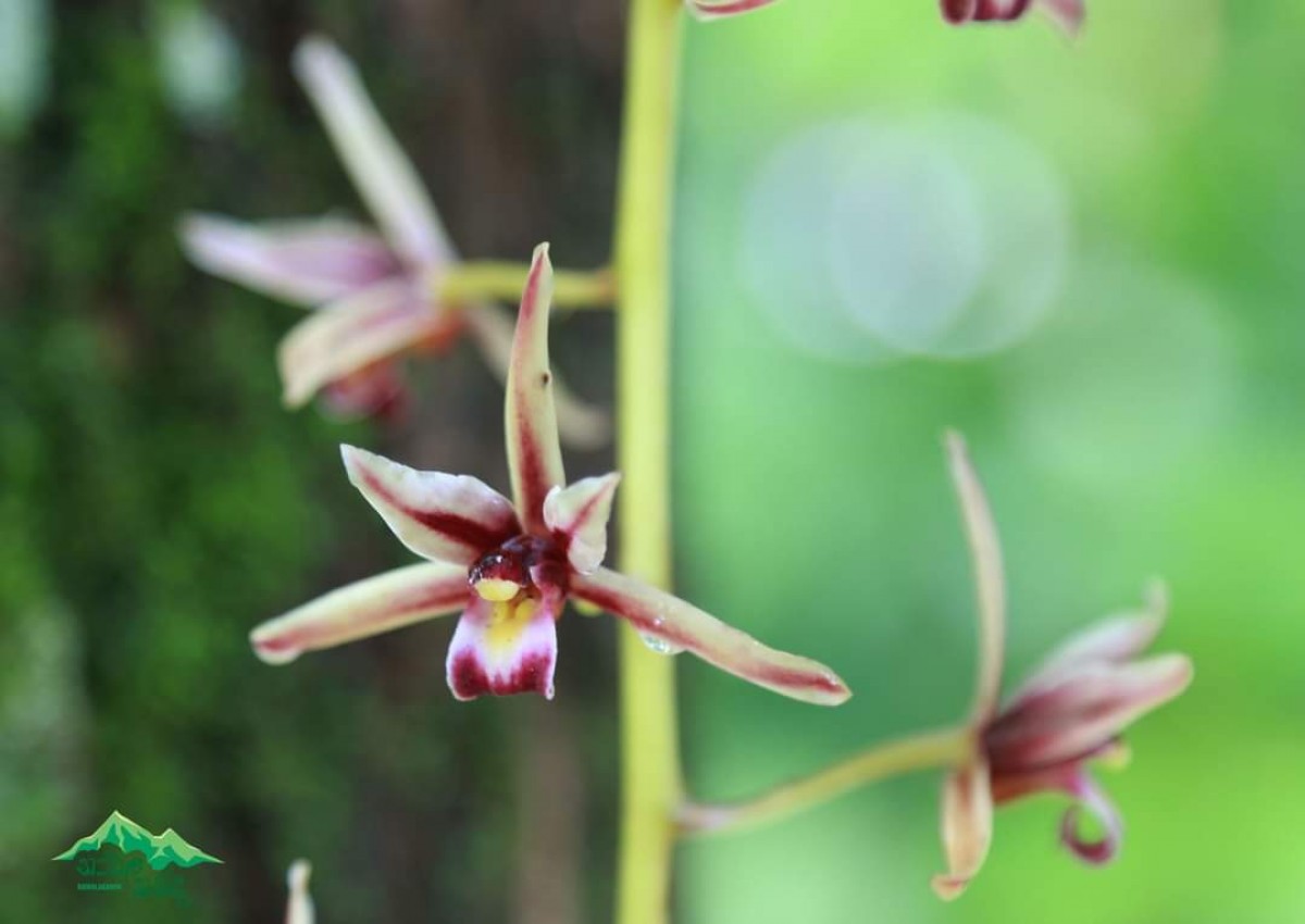 Cymbidium aloifolium (L.) Sw.